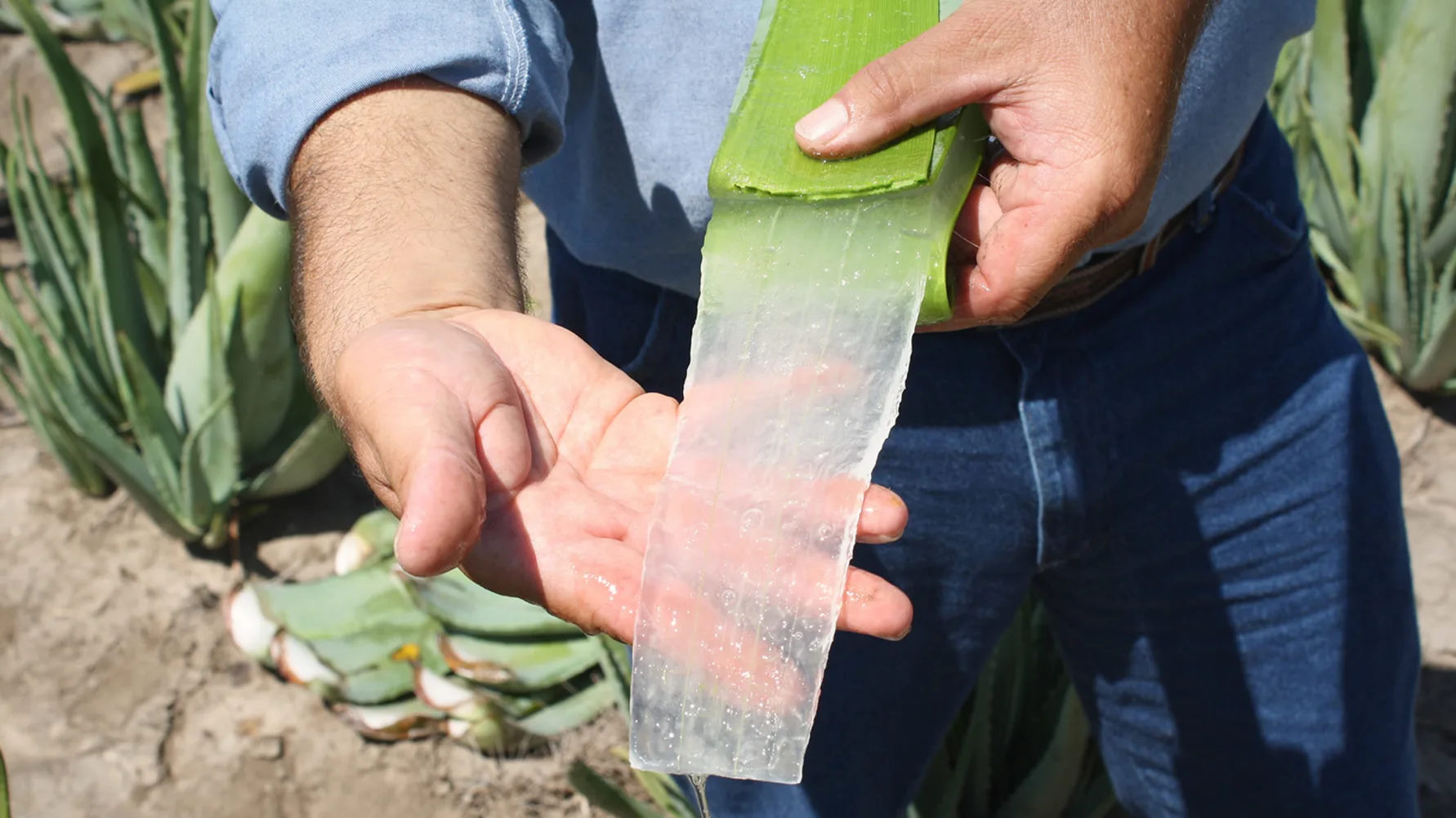 aloe vera fra studioaloe